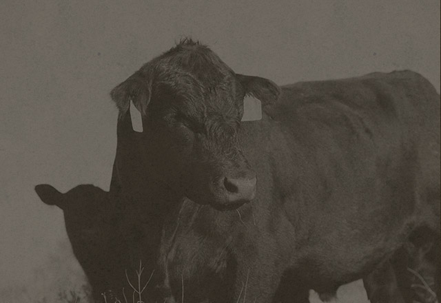 black angus beef